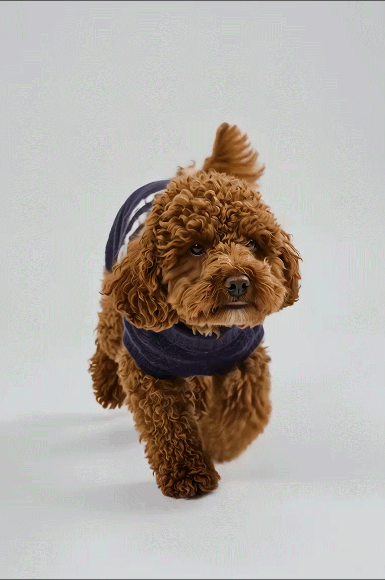 NEW COLLECTION CKS DOG WALKER CLUB