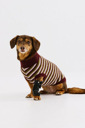 PARFUMDOG - CKS