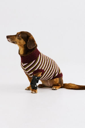 Truien - PARFUMDOG