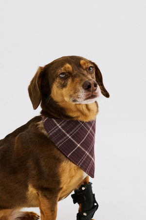 SCARFUMDOG - CKS